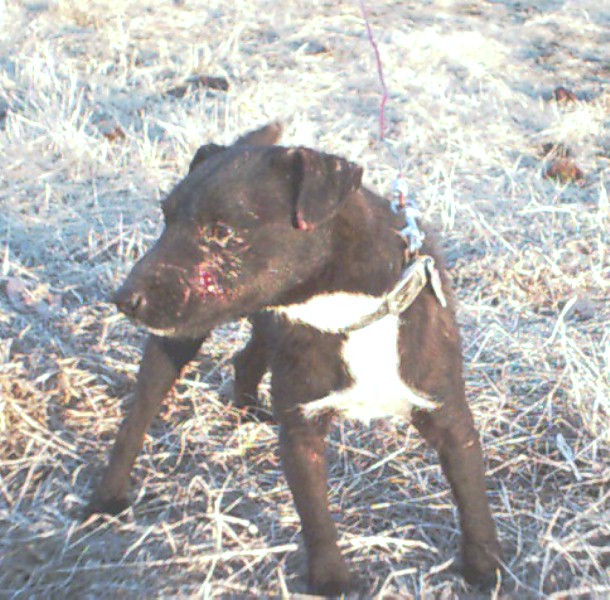 Patterdale kennels sale